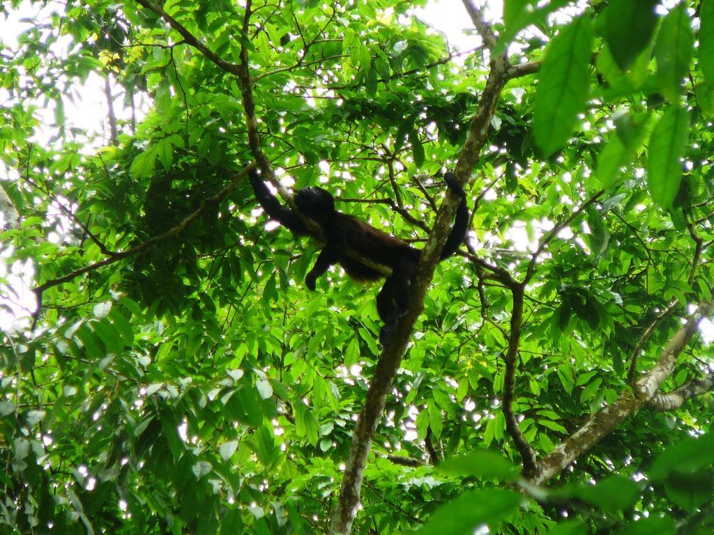 Casa Lina Sloth View Exotic Apartment With Privat Kitchen Puerto Viejo de Talamanca Rom bilde