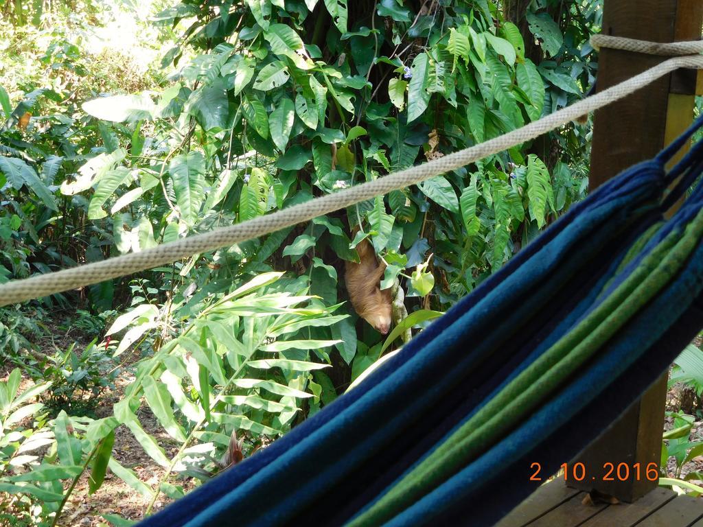 Casa Lina Sloth View Exotic Apartment With Privat Kitchen Puerto Viejo de Talamanca Eksteriør bilde